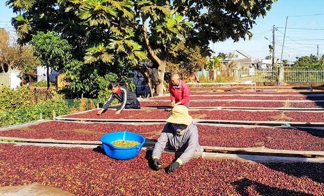 Gia Lai thúc đẩy chuyển đổi số trong tiêu thụ nông sản