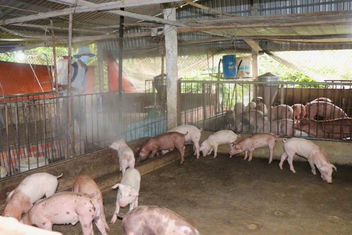 Kiểm soát chặt chẽ nguồn thức ăn trong chăn nuôi