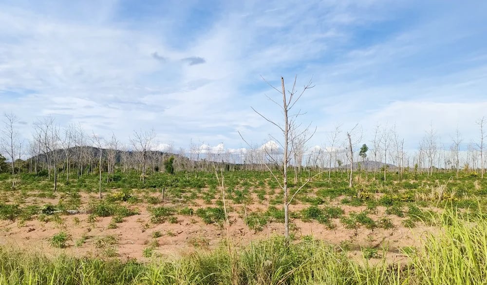 Gia Lai rà soát toàn diện dự án chuyển đổi rừng nghèo sang trồng cao su