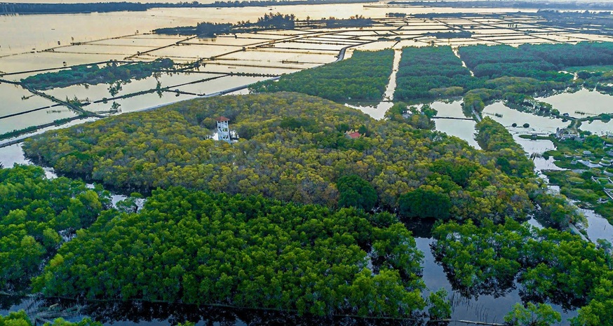 Huế mở rộng diện tích rừng ngập mặn Rú Chá