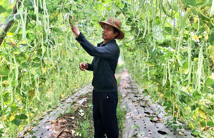 Gia Lai chuyển đổi hơn 38.000ha cây trồng kém hiệu quả