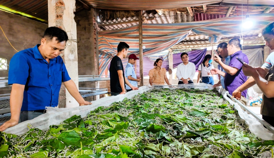 Phát triển bền vững nghề trồng dâu nuôi tằm ở Trấn Yên