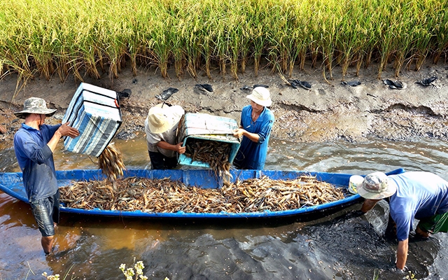 Cà Mau nâng cao giá trị kinh tế từ mô hình “lúa-tôm”