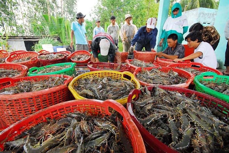 Cà Mau đẩy mạnh liên kết trong sản xuất, tiêu thụ tôm
