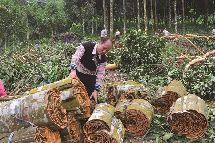 Yên Bái mở rộng diện tích sản xuất quế hữu cơ