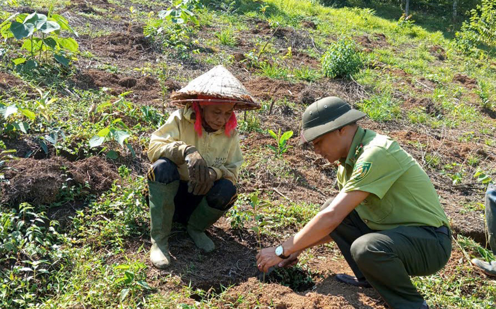 Yên Bái phấn đấu trồng 15.500 ha rừng trong năm 2025