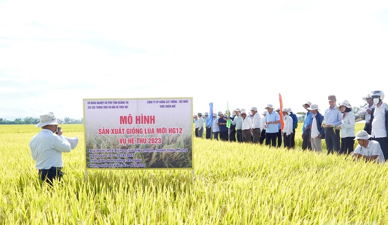 Quảng Trị nâng cao hiệu quả sản xuất từ các giống lúa mới