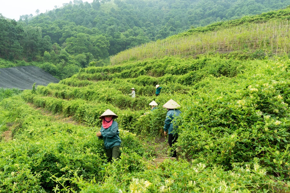 Hà Nội phát triển các vùng chuyên canh cây dược liệu