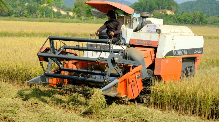 Lâm Đồng phát triển vùng trồng lúa năng suất, chất lượng cao