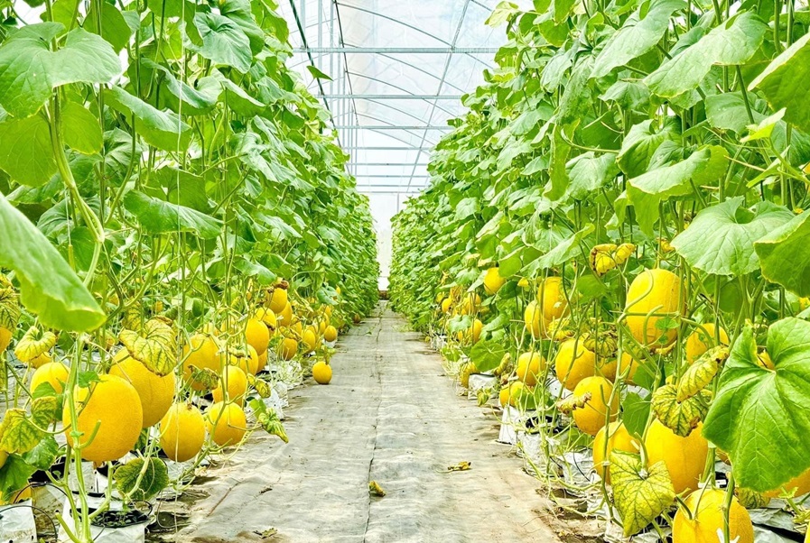 Hải Dương nâng cao hiệu quả sản xuất nông nghiệp trong nhà màng