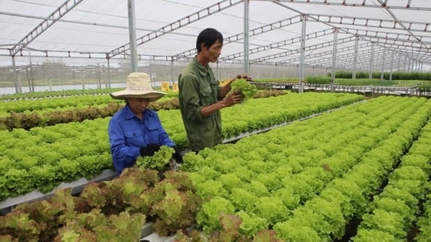 Hợp tác xã nông nghiệp ở Long An đẩy mạnh chuyển đổi số