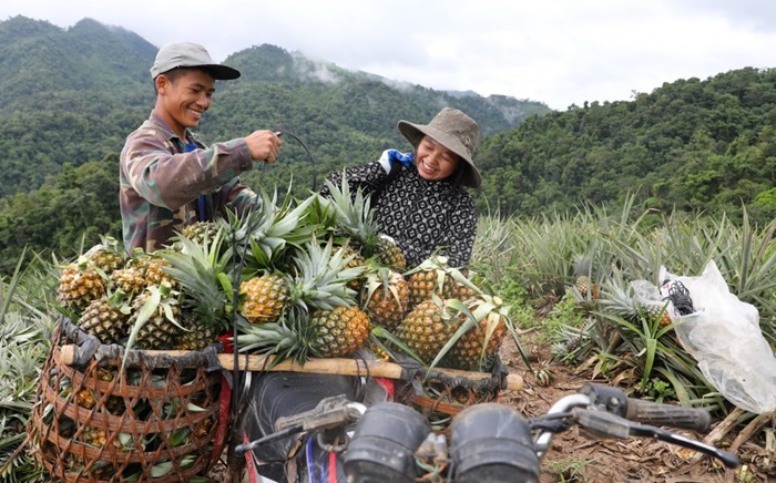 Phát triển kinh tế từ mô hình trồng dứa trên đất dốc ở Mường Chà