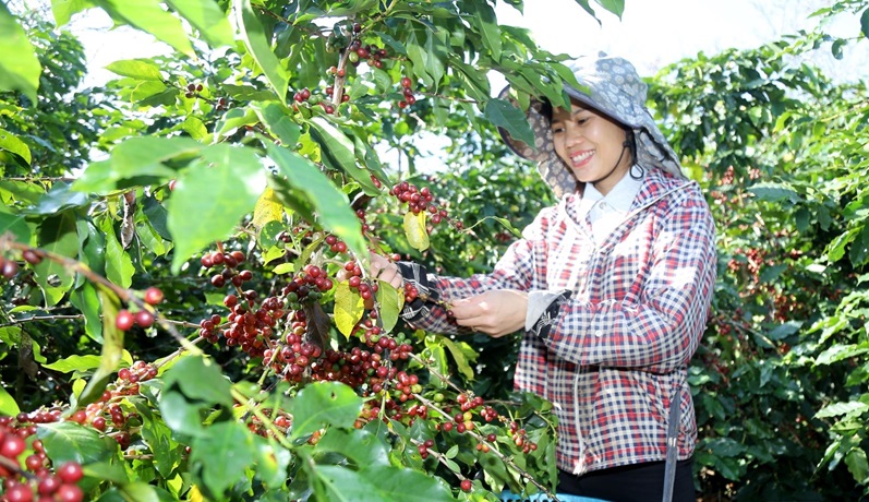 Sơn La nâng cao chất lượng giống cây cà phê