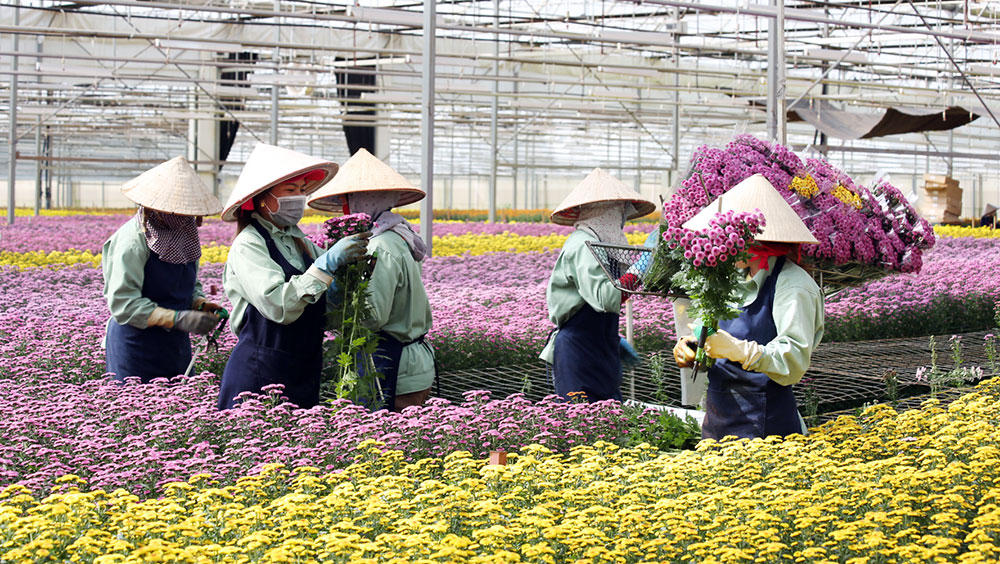 Lâm Đồng mở rộng quy mô vùng trồng hoa xuất khẩu