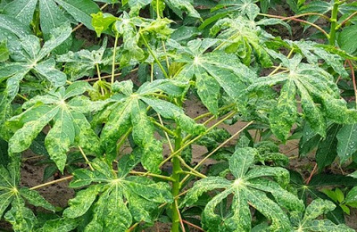 Triển khai các biện pháp phòng, chống bệnh khảm lá sắn