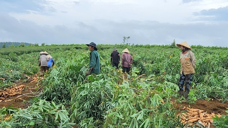 Quảng Ngãi nhân rộng sản xuất giống sắn chống bệnh khảm lá