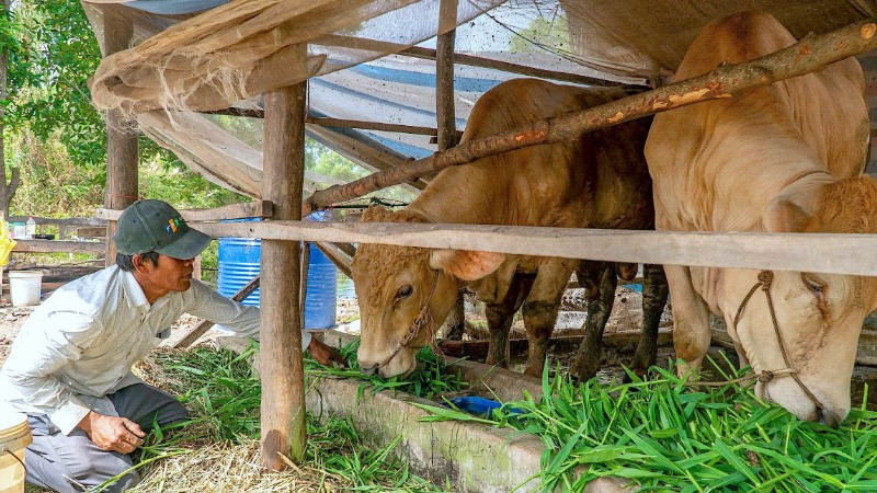 Đa dạng các mô hình sinh kế hỗ trợ giảm nghèo bền vững