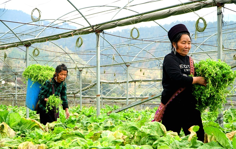 Nâng cao giá trị nông sản từ sản xuất theo hướng hữu cơ