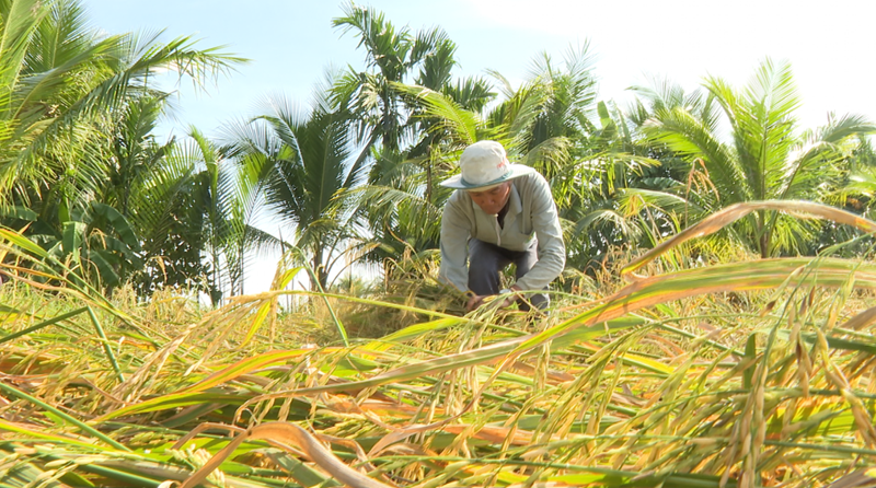 Hướng tiếp cận bền vững trong xử lý rơm rạ sau thu hoạch