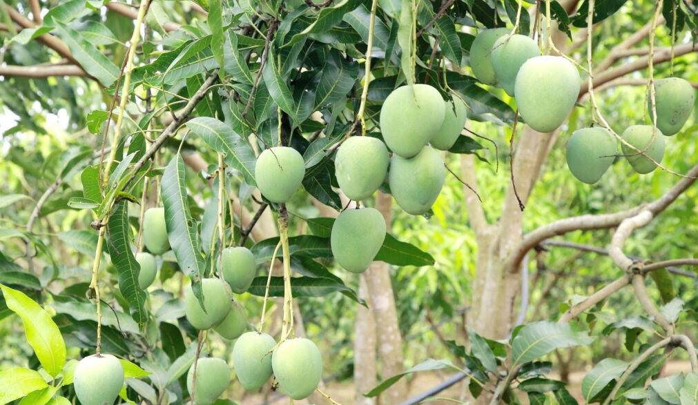 Sơn La xây dựng nhãn hiệu chứng nhận, nâng cao giá trị nông sản