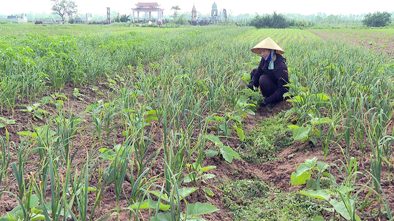 Quảng Bình nâng cao hiệu quả chuyển đổi cơ cấu cây trồng