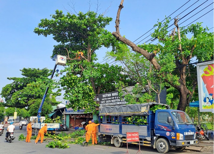 Bình Dương đảm bảo an toàn cây xanh trong mùa mưa bão