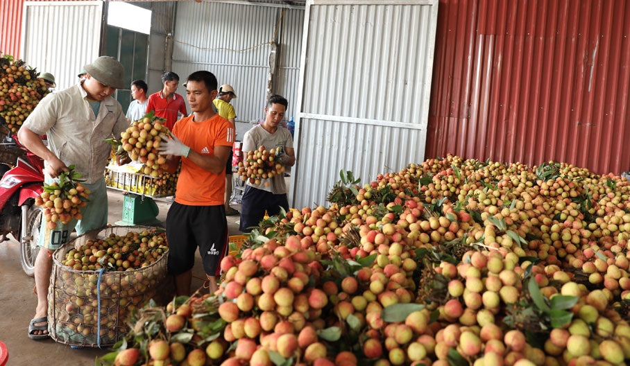 Bắc Giang xúc tiến tiêu thụ 15 nghìn tấn vải thiều sớm