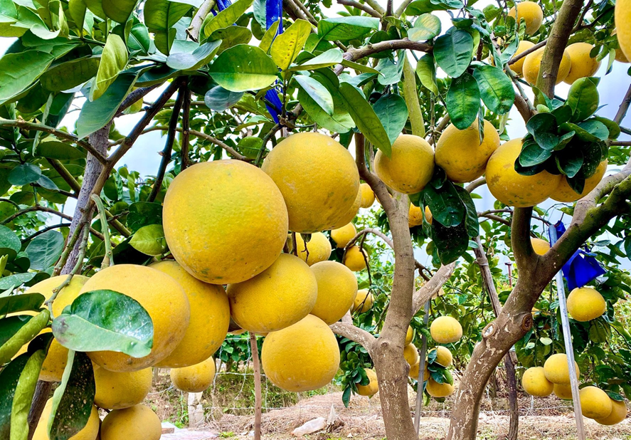 Hà Nội đẩy mạnh xây dựng, bảo hộ nhãn hiệu cho sản phẩm nông nghiệp