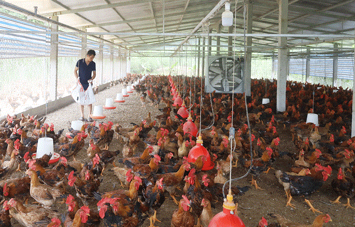 Xây dựng cơ sở, vùng chăn nuôi an toàn dịch bệnh phục vụ xuất khẩu