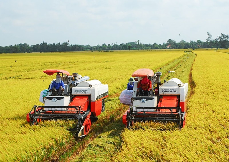 Hậu Giang mở rộng vùng chuyên canh lúa chất lượng cao, phát thải thấp