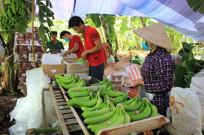 Gia Lai cấp hơn 200 mã số vùng trồng