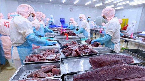 Xuất khẩu cá ngừ đóng hộp giảm mạnh
