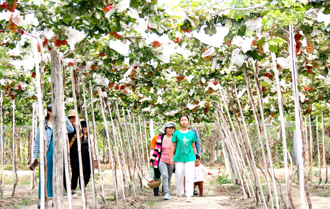 Bình Thuận phát triển kinh tế từ mô hình du lịch nông nghiệp