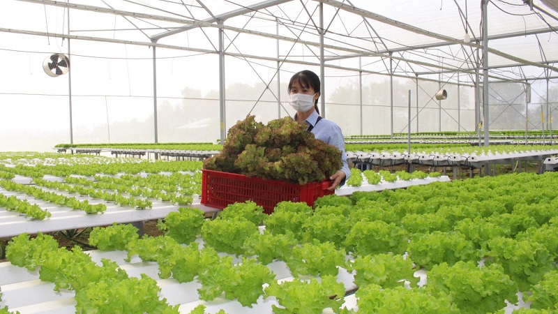 Hiện đại hóa sản xuất nông nghiệp, ưu tiên công nghệ tiên tiến