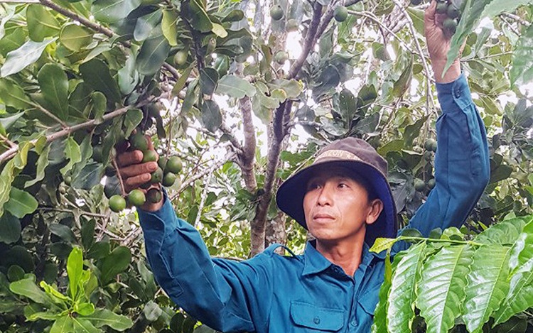 Triển vọng từ vùng trồng mắc-ca
