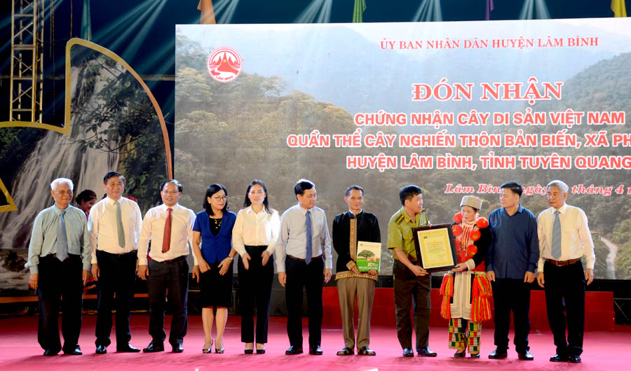 Quần thể nghiến cổ thụ ở Tuyên Quang được công nhận Cây Di sản Việt Nam
