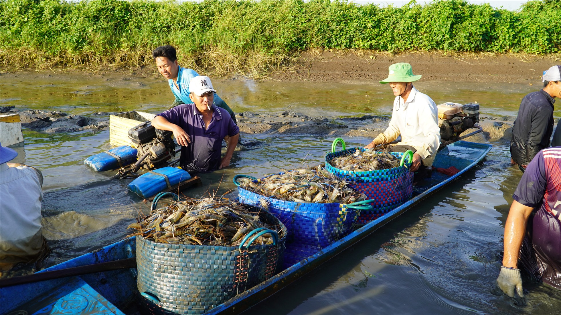 Hiệu quả kinh tế từ mô hình nuôi tôm sú 2 giai đoạn