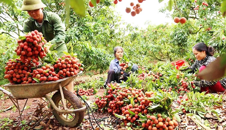 Hưng Yên: Chuyển đổi cơ cấu cây trồng mang lại hiệu quả cao