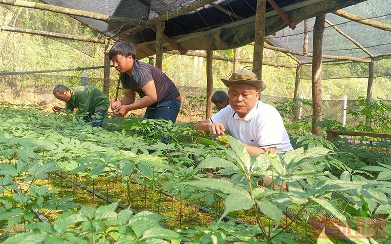 Đầu tư hạ tầng công nghệ ngăn chặn tình trạng trộm sâm Ngọc Linh