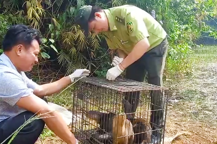 Kiểm soát chặt chẽ, ngăn chặn nạn săn bắt thú rừng tại Đắk Lắk