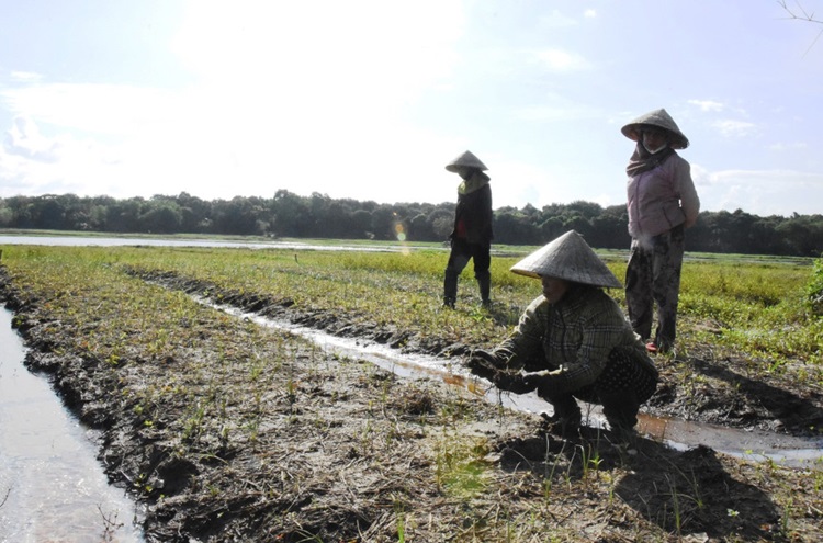 Triệu Phong (Quảng Trị): Mưa lớn, 12ha hành tăm bị ngập úng, hư hỏng