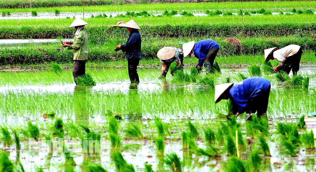 Núi Thành (Quảng Nam): Hỗ trợ giống, phân bón cho 15 xã trong sản xuất vụ Đông Xuân