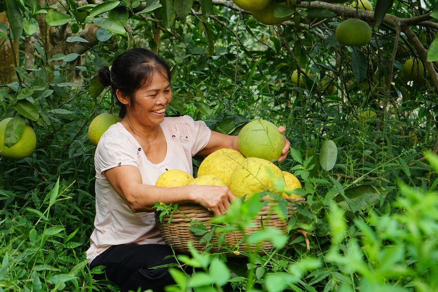 Phú Thọ: Chú trọng phát triển sản phẩm nông nghiệp đặc trưng