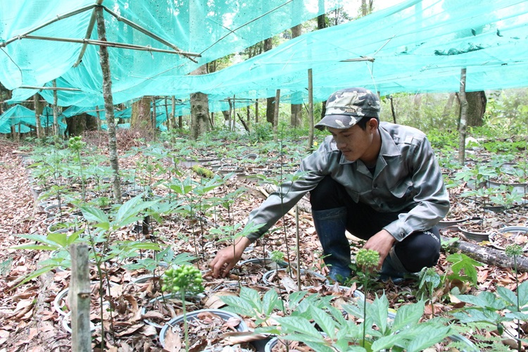 Kon Tum: Mở rộng phạm vi bảo hộ chỉ dẫn địa lý sâm Ngọc Linh