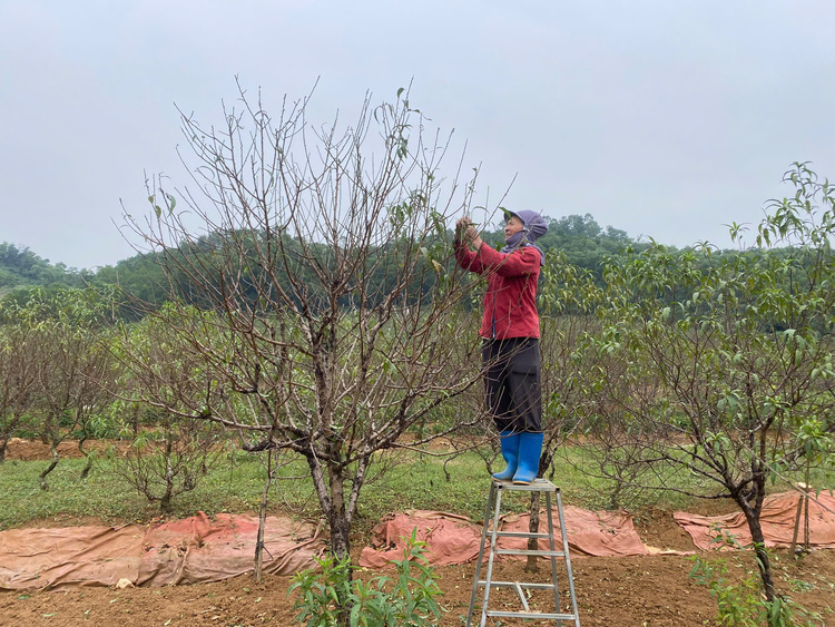 Ninh Bình: Thủ phủ đào phai 'xuống lá' chuẩn bị vụ Tết