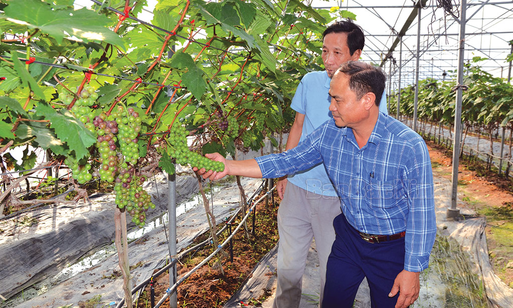 Tăng giá trị nhờ chuyển đổi cơ cấu cây trồng