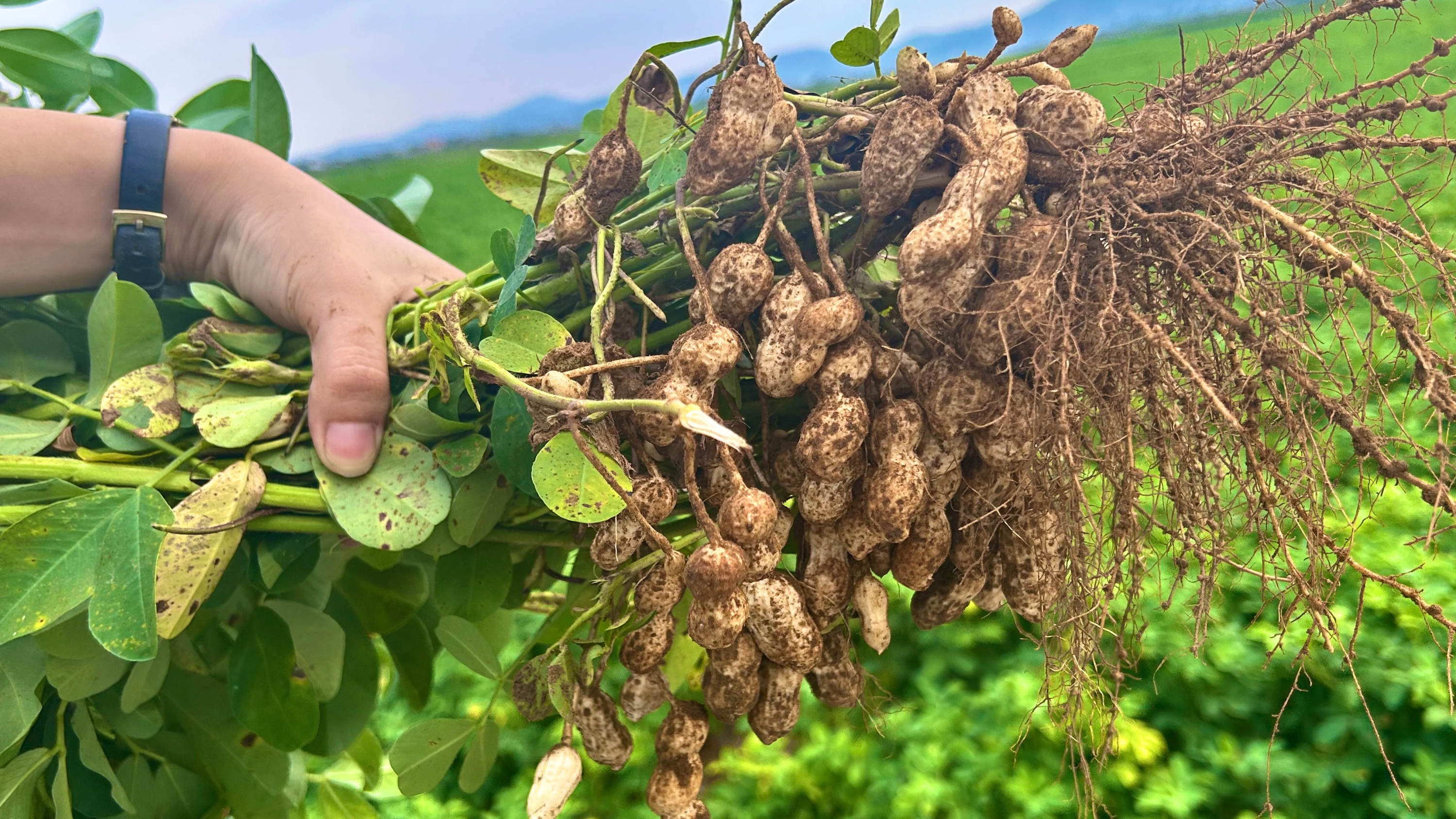 Nam Định: Phục tráng thành công giống lạc có năng suất cao