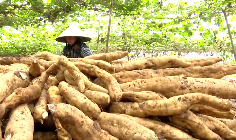 Tạo nguồn thu nhập khá từ sản phẩm OCOP bột sắn dây