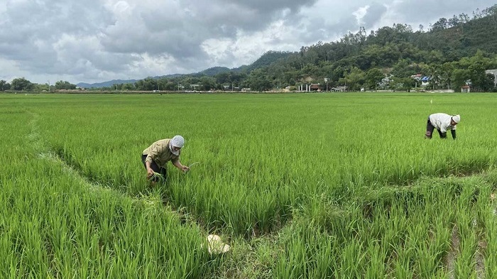 Ninh Hòa (Khánh Hoà): Hơn 45ha lúa bị rầy nâu gây hại