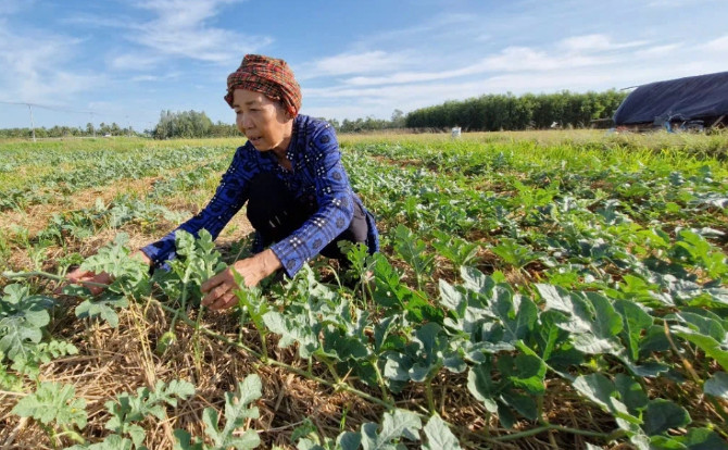 Chuyển đổi cơ cấu cây trồng ứng phó xâm nhập mặn